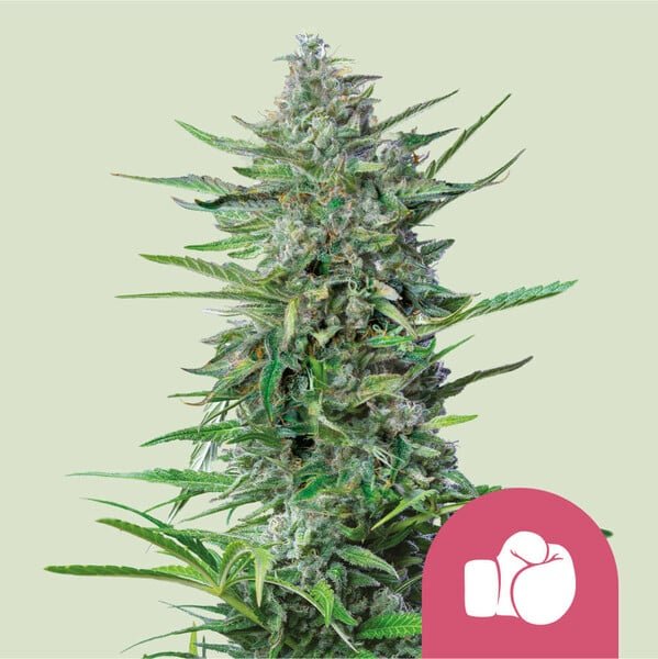 Royal Queen Seeds Purple Punch