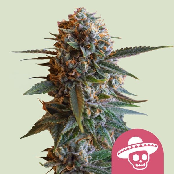 Royal Queen Seeds Mexican Rush