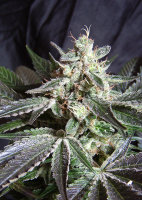 Sweet Seeds Black Jack F1 Fast Version