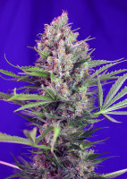 Sweet Seeds Cream Mandarine F1 Fast Version