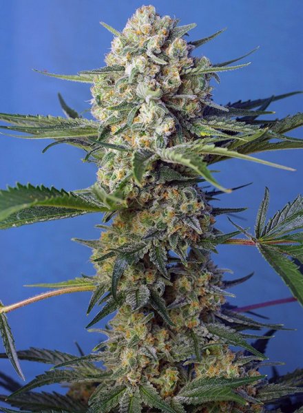 Sweet Seeds Crystal Candy F1 Fast Version