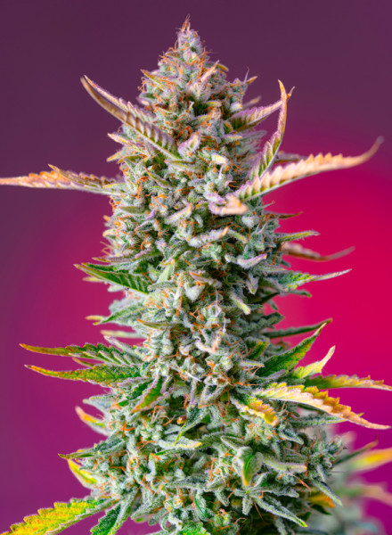 Sweet Seeds Gorilla Sherbet F1 Fast Version