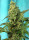 Sweet Seeds Green Poison F1 Fast Version female 5er