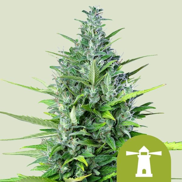 Royal Queen Seeds Royal Haze autofem 5er