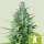 Royal Queen Seeds Royal Haze autofem 5er