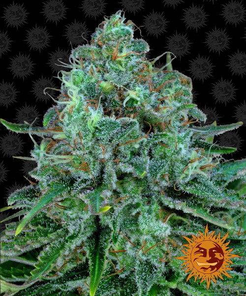 Barneys Farm Critical Kush female 5er