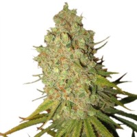 Royal Queen Seeds Special Kush #1 female 5er