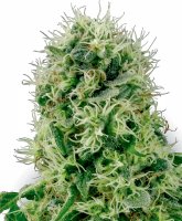 White Label Seeds Pure Power Plant female 5er