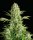 Serious Seeds White Russian female 6er
