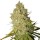 Royal Queen Seeds Special Kush #1 female 3er