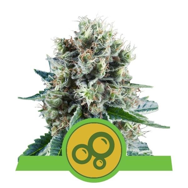 Royal Queen Seeds Bubble Kush autofem 5er