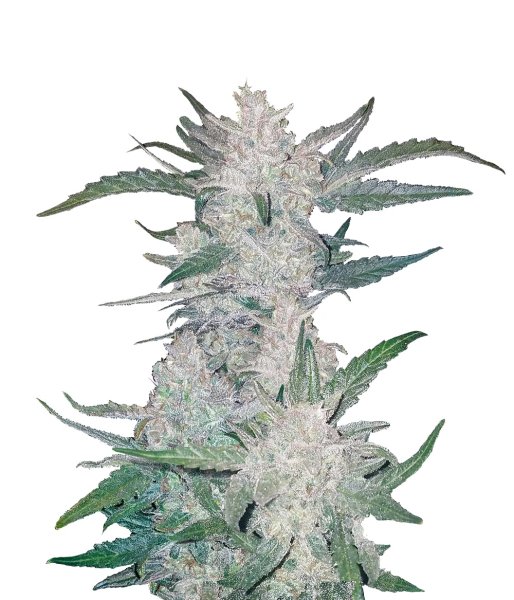 Fast Buds Mexican Airlines autofem 5er