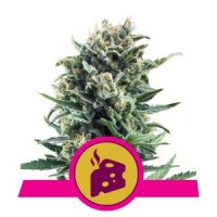 Royal Queen Seeds Blue Cheese female 3er