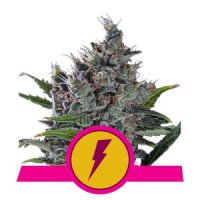 Royal Queen Seeds North Thunderfuck female 3er