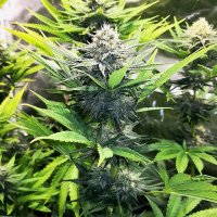 Royal Queen Seeds North Thunderfuck female 3er