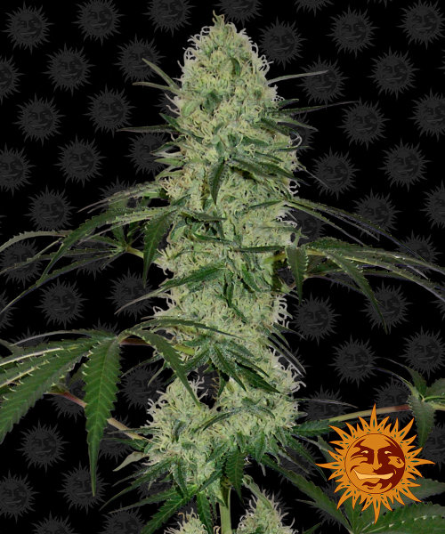 Barneys Farm Tangerine Dream autofem 3er