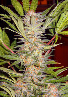 Sweet Seeds S.A.D Sweet Afgani Delicious F1 Fast Version...