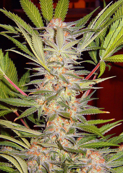 Sweet Seeds S.A.D Sweet Afgani Delicious F1 Fast Version female 5er