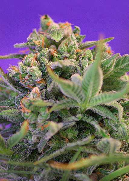Sweet Seeds Sweet Cheese F1 Fast Version female 3er