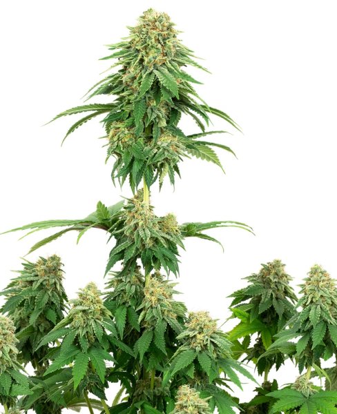 White Label Seeds Girl Scout Cookies female 10er