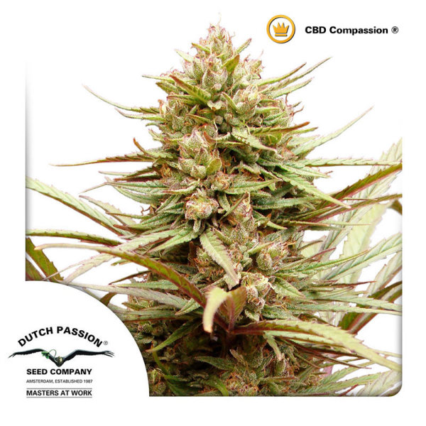 Dutch Passion CBD Compassion female 3er