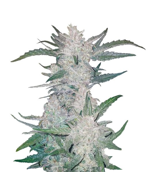 Fast Buds Mexican Airlines autofem 3er