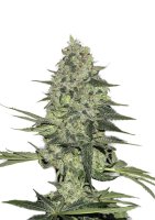 Fast Buds Rhino Ryder autofem 3er