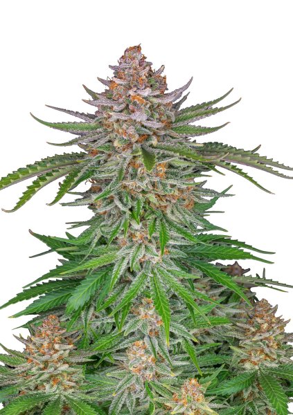 Fast Buds Strawberry Pie autofem 3er