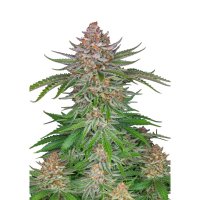 Fast Buds Strawberry Pie autofem 5er