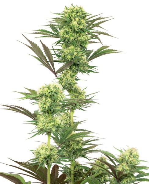 White Label Seeds Guava Jelly female 10er