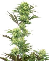 White Label Seeds Guava Jelly female 3er