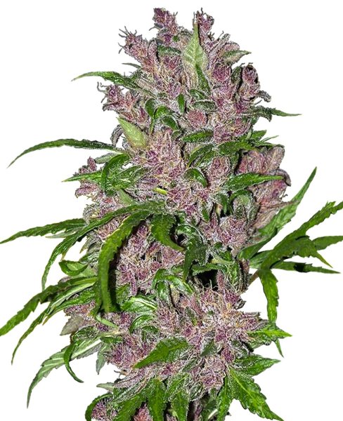 White Label Seeds Purple Bud autofem 5er