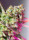 Sweet Seeds Sweet Mimosa XL autofem 5er
