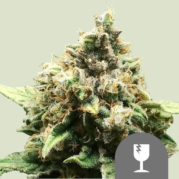 Royal Queen Seeds Critical regular 10er