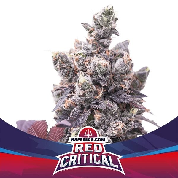 BSF Red Critical Automatic
