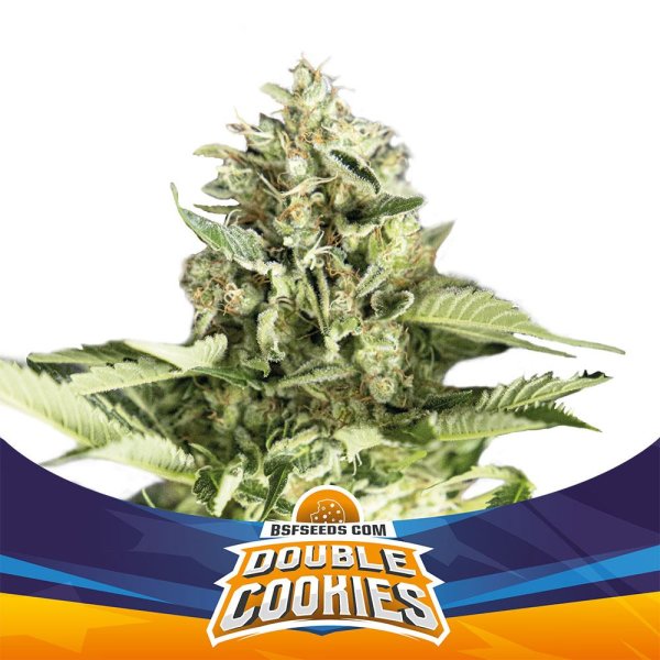 BSF Double Cookies Automatic