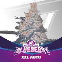 BSF Blueberry XXL Automatic