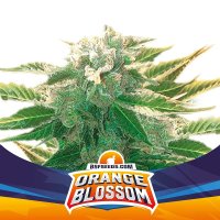 BSF Orange Blossom Automatic