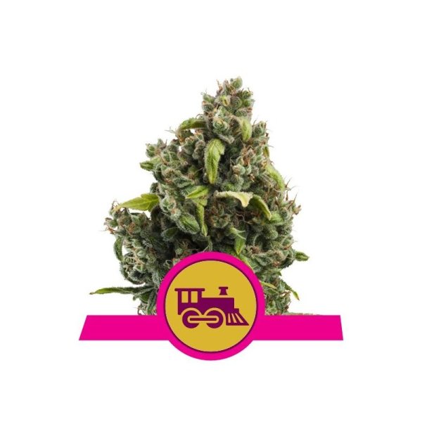 Royal Queen Seeds Candy Kush Express