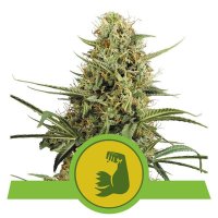 Royal Queen Seeds Hulkberry Automatic