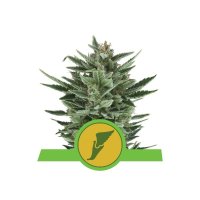 Royal Queen Seeds Quick One