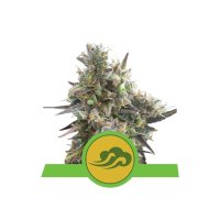Royal Queen Seeds Royal Bluematic