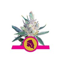 Royal Queen Seeds Royal Cheese Fast Version