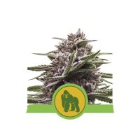 Royal Queen Seeds Royal Gorilla Automatic