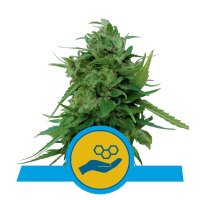 Royal Queen Seeds Solomatic CBD