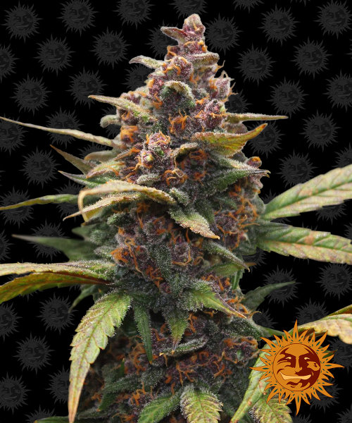 Barneys Farm Ayahuasca Purple female 5er