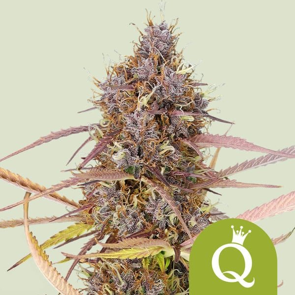 Royal Queen Seeds Purple Queen Automatic