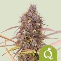 Royal Queen Seeds Purple Queen Automatic