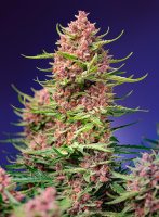 Sweet Seeds Strawberry Cola Sherbet F1 Fast Version...
