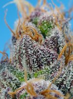 Sweet Seeds Strawberry Cola Sherbet F1 Fast Version...